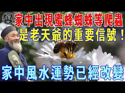 黃蜂築巢風水|【蜂窩風水】家有蜂窩風水吉凶解密：黃蜂入宅，招財。